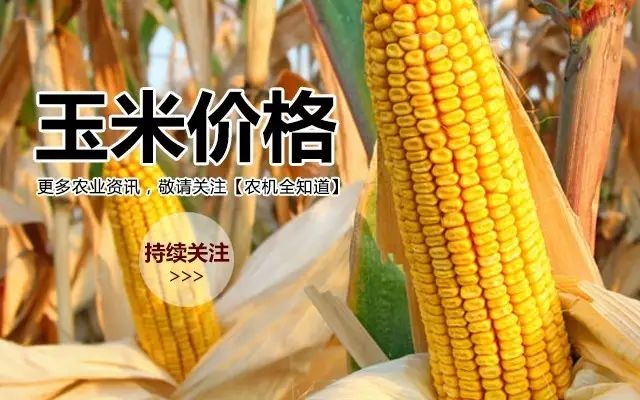 山东玉米价格最新动态分析