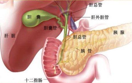 最新胆结石治疗方法的研究进展概览