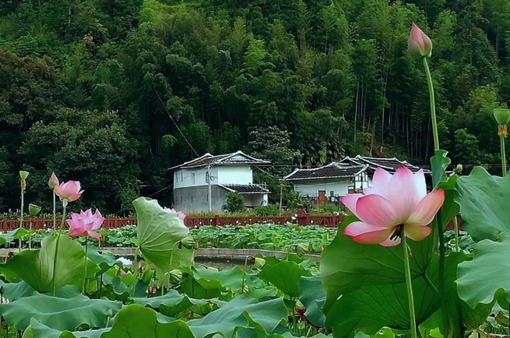 香莲乡天气预报更新通知